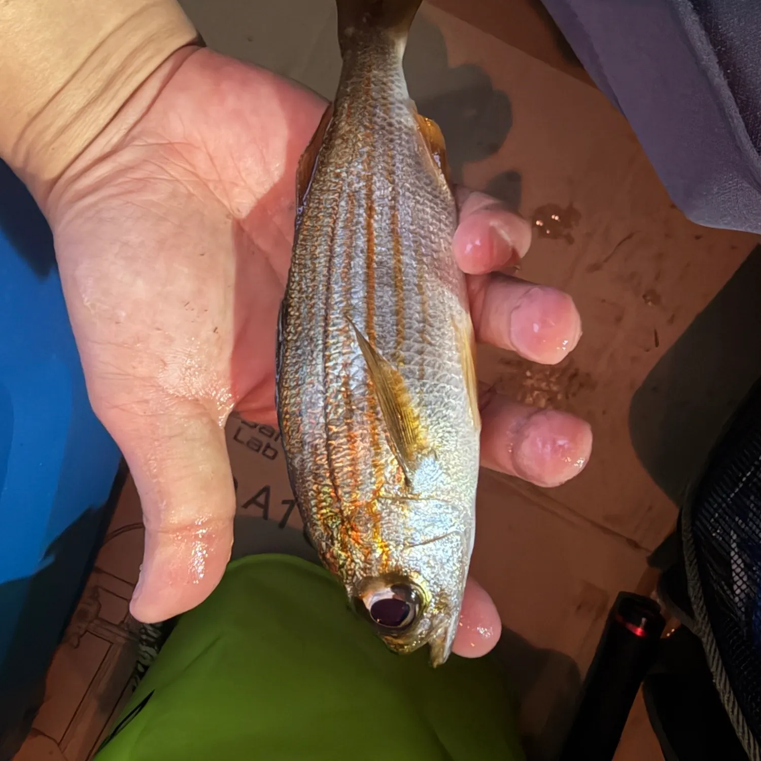 Californian salema caught on Fishbrain