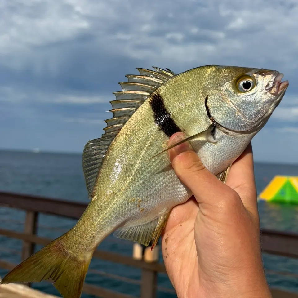 The most recent Sargo catches on Fishbrain
