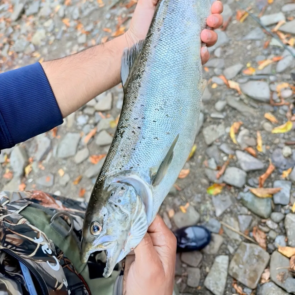 Landlocked atlantic salmon caught on Fishbrain