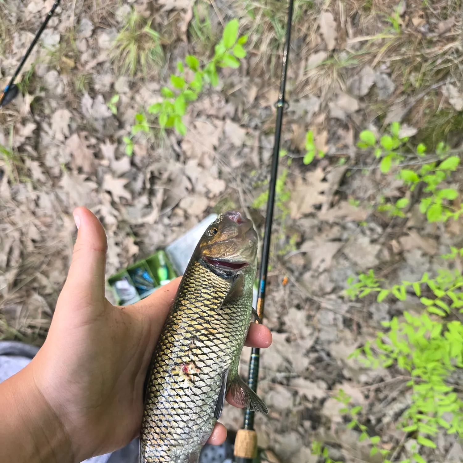 The most recent Fallfish catches on Fishbrain