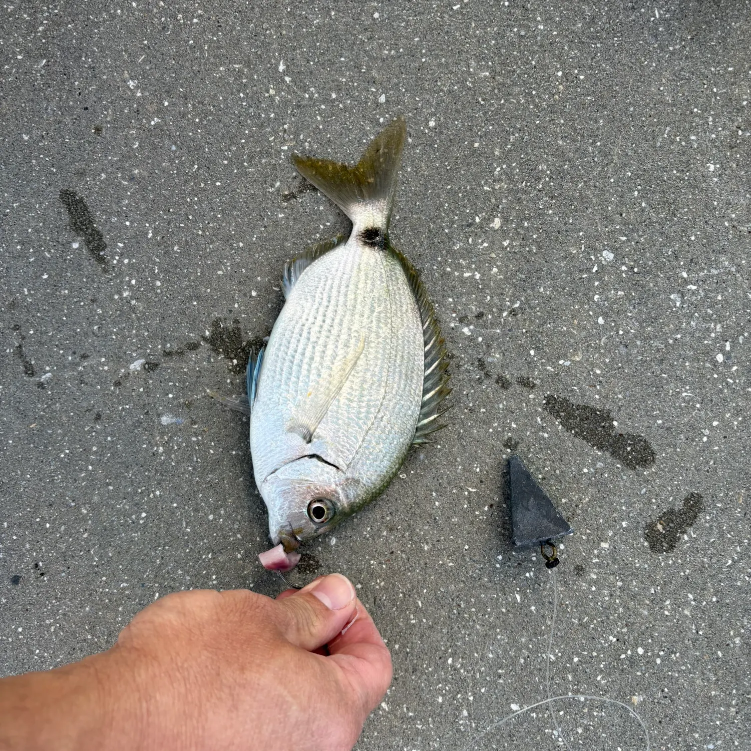 The most recent Saddled seabream catches on Fishbrain