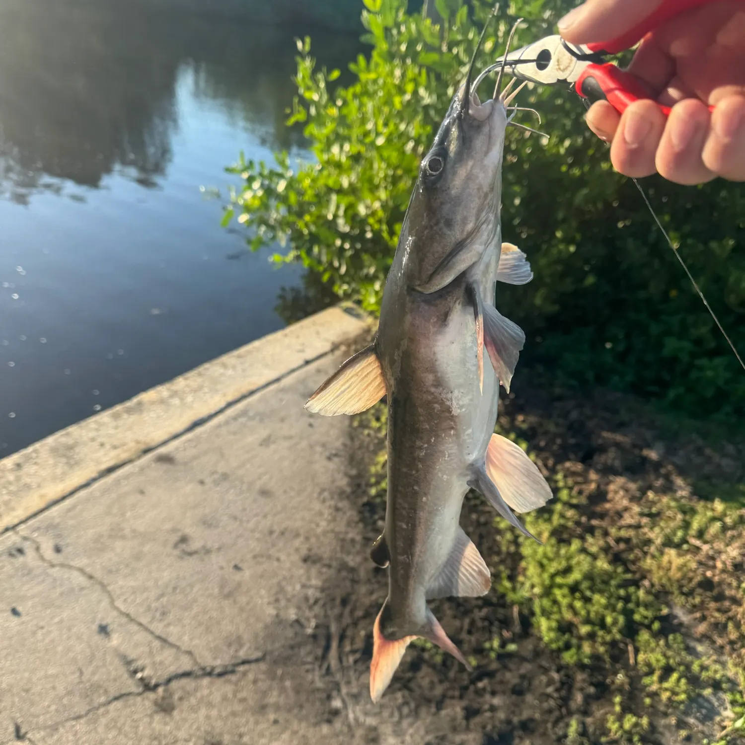 Hardhead sea catfish caught on Fishbrain