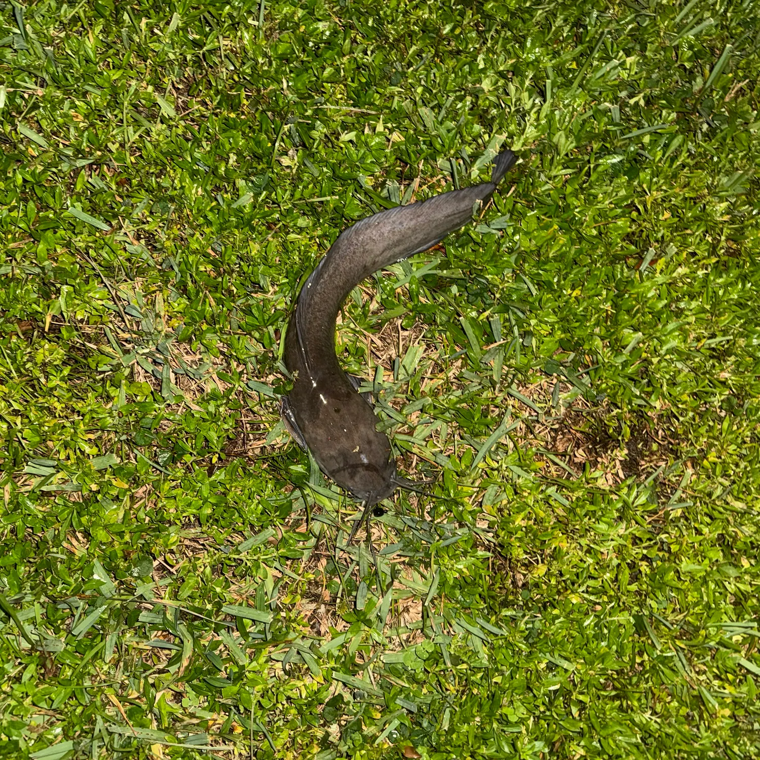 Walking catfish caught on Fishbrain