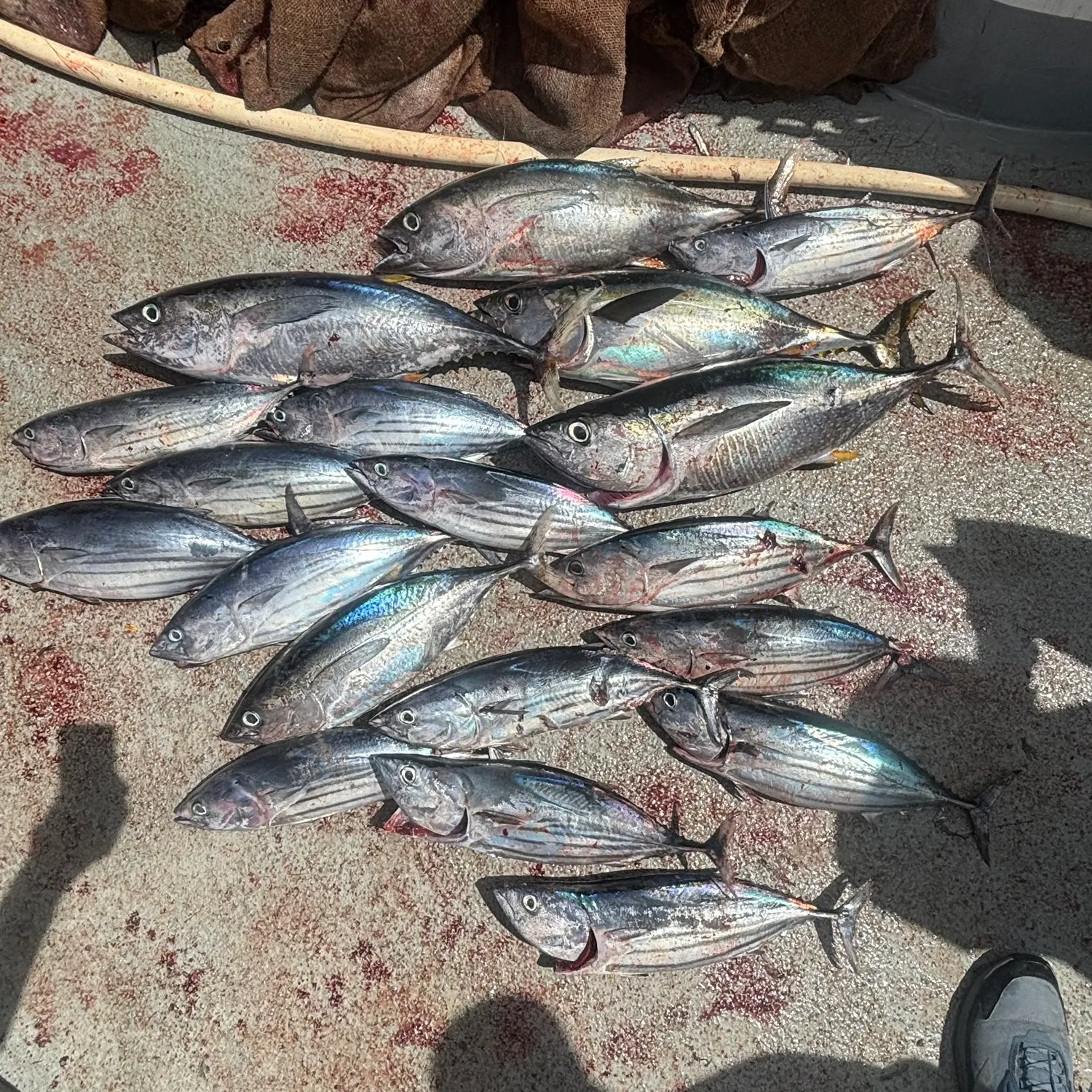 The most recent Skipjack tuna catches on Fishbrain