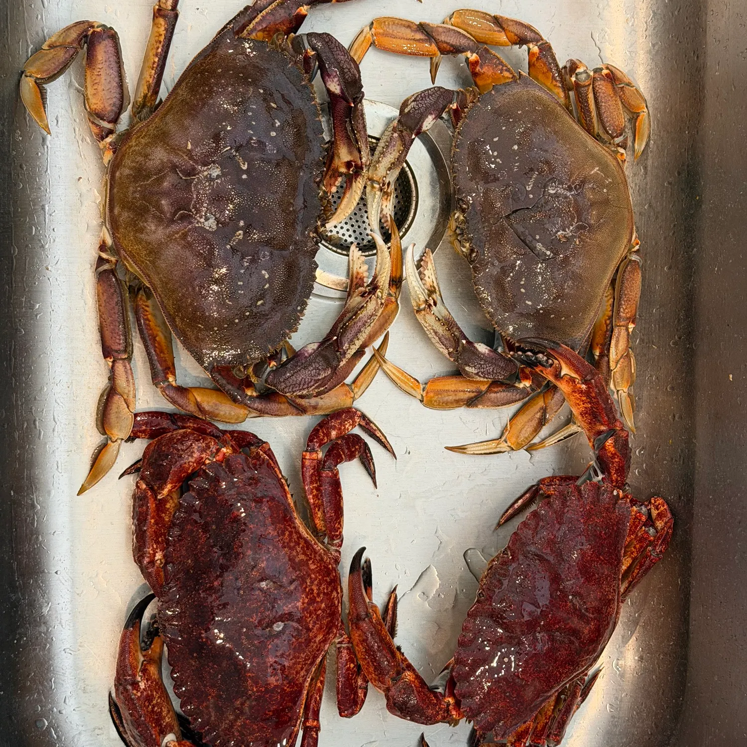 The most recent Dungeness crab catches on Fishbrain