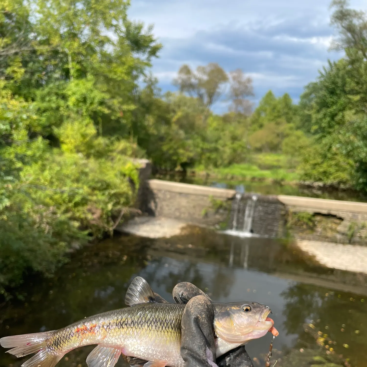 Creek chub caught on Fishbrain