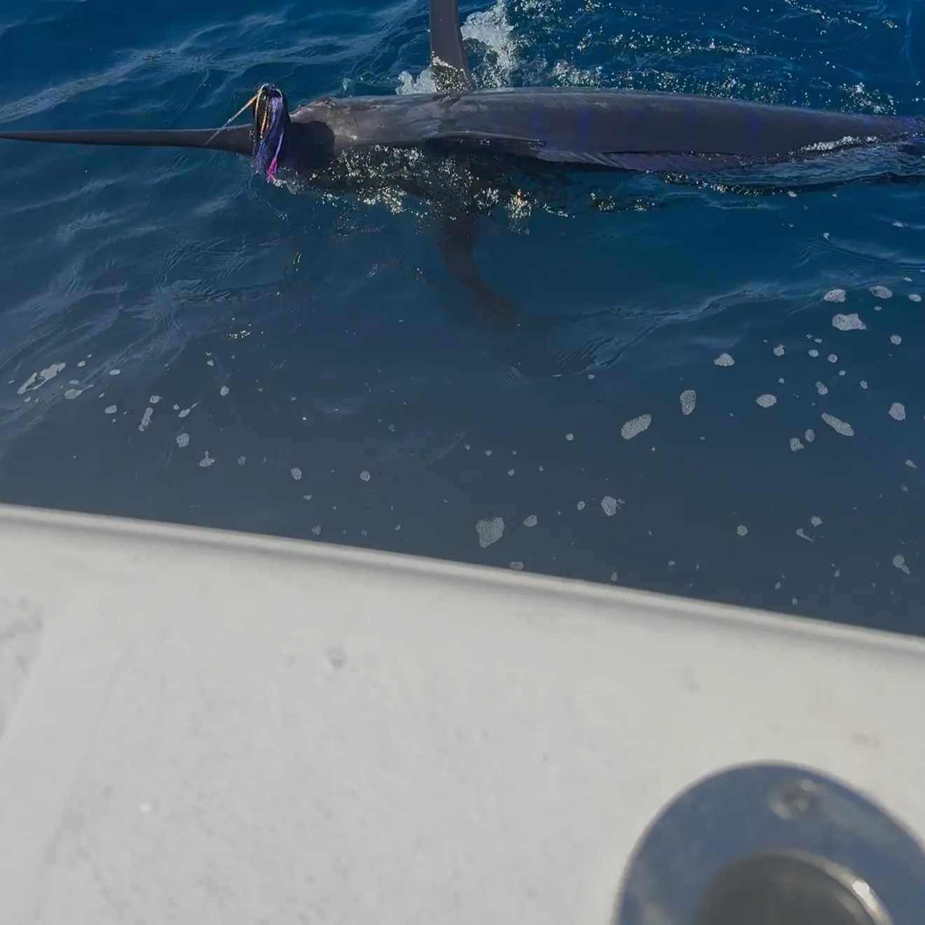 The most recent Atlantic blue marlin catches on Fishbrain