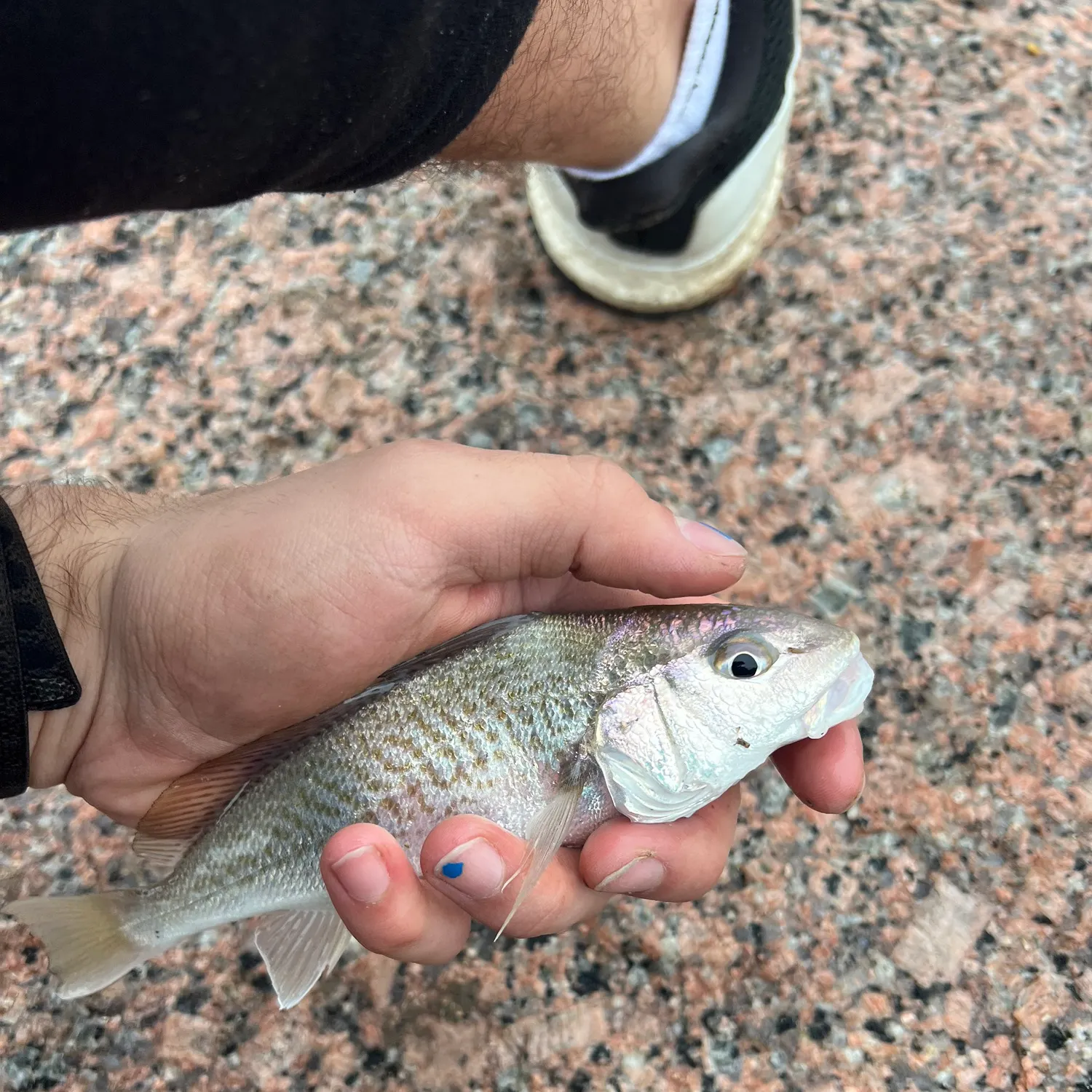 The most recent Atlantic croaker catches on Fishbrain