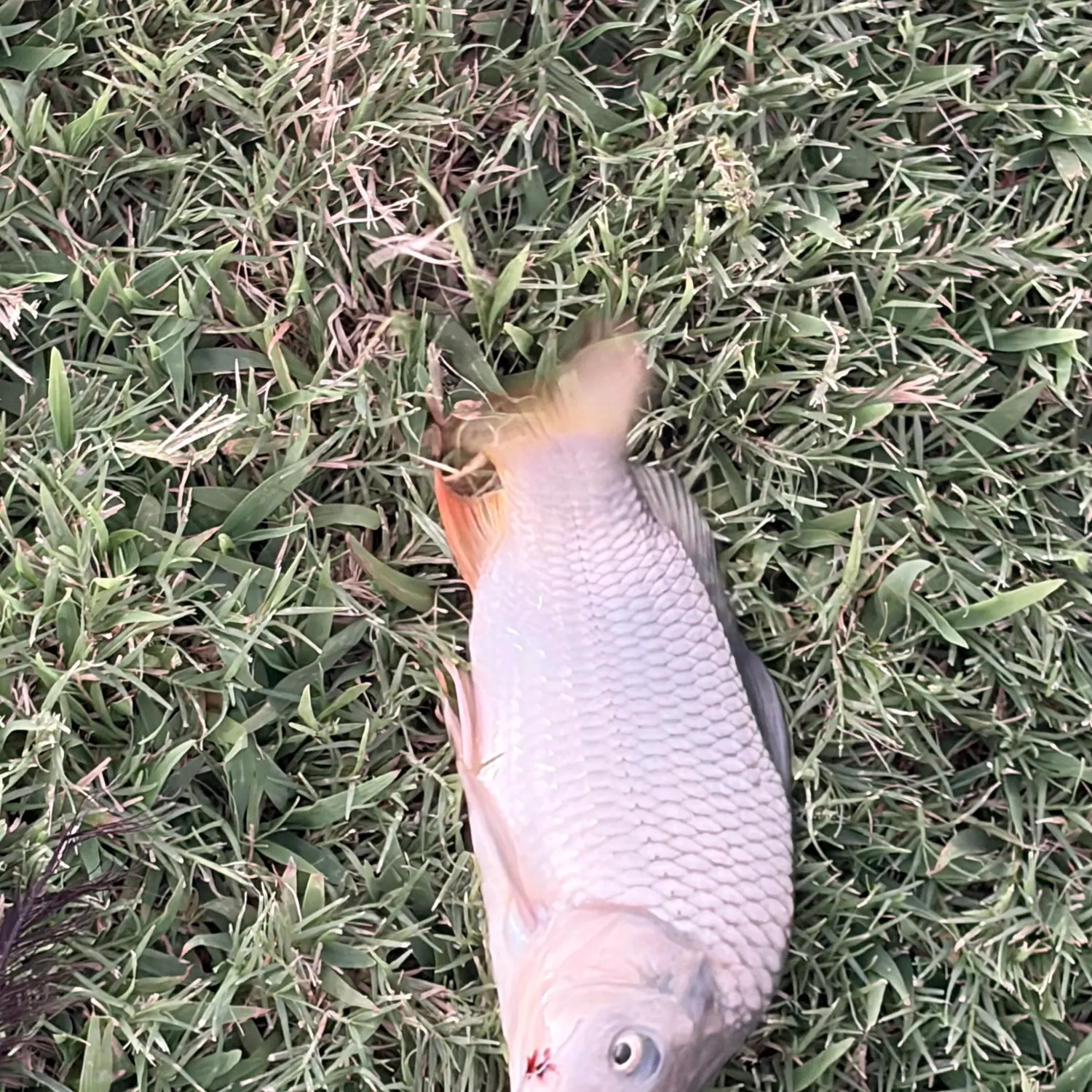 Common carp caught on Fishbrain
