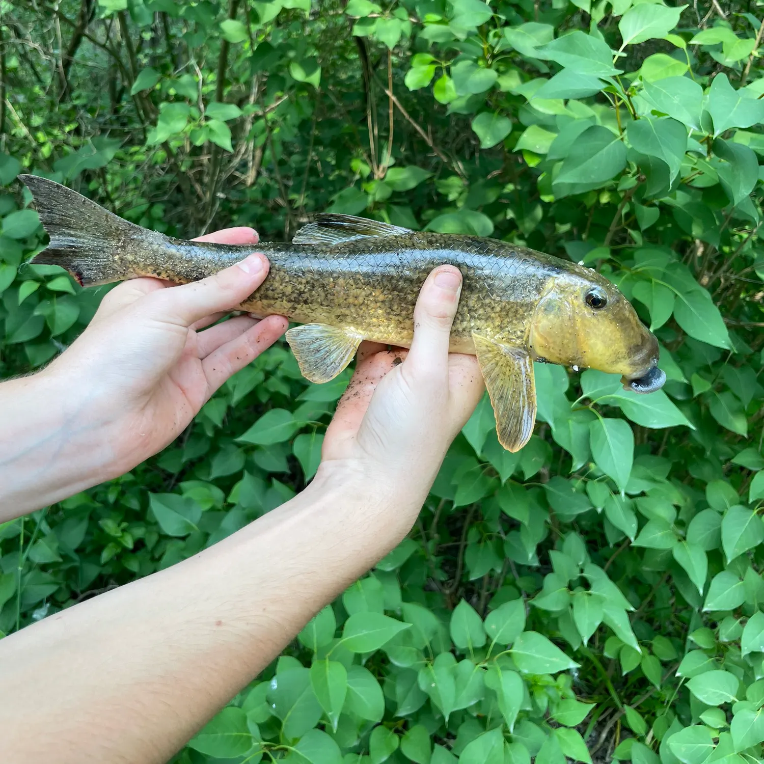 most liked catch image
