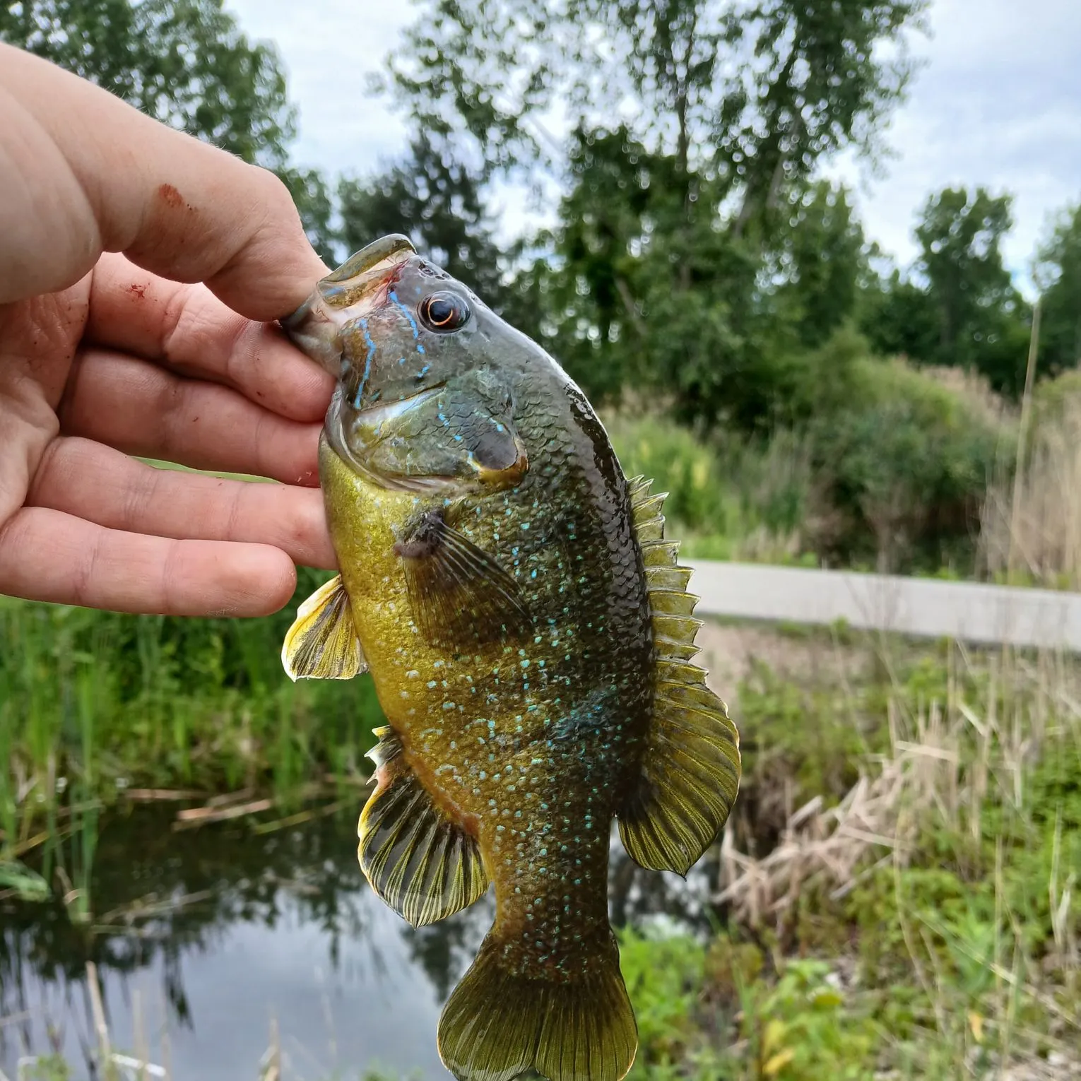 The most recent Wargill hybrid catches on Fishbrain