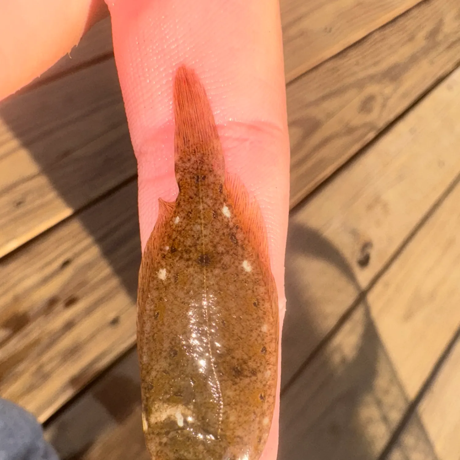 The most recent Winter flounder catches on Fishbrain