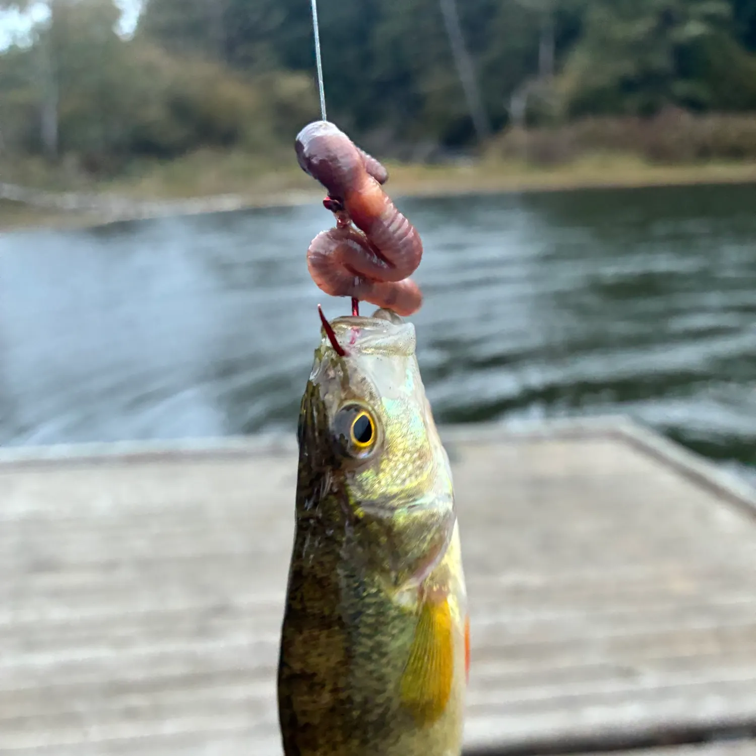 Yellow perch caught on Fishbrain