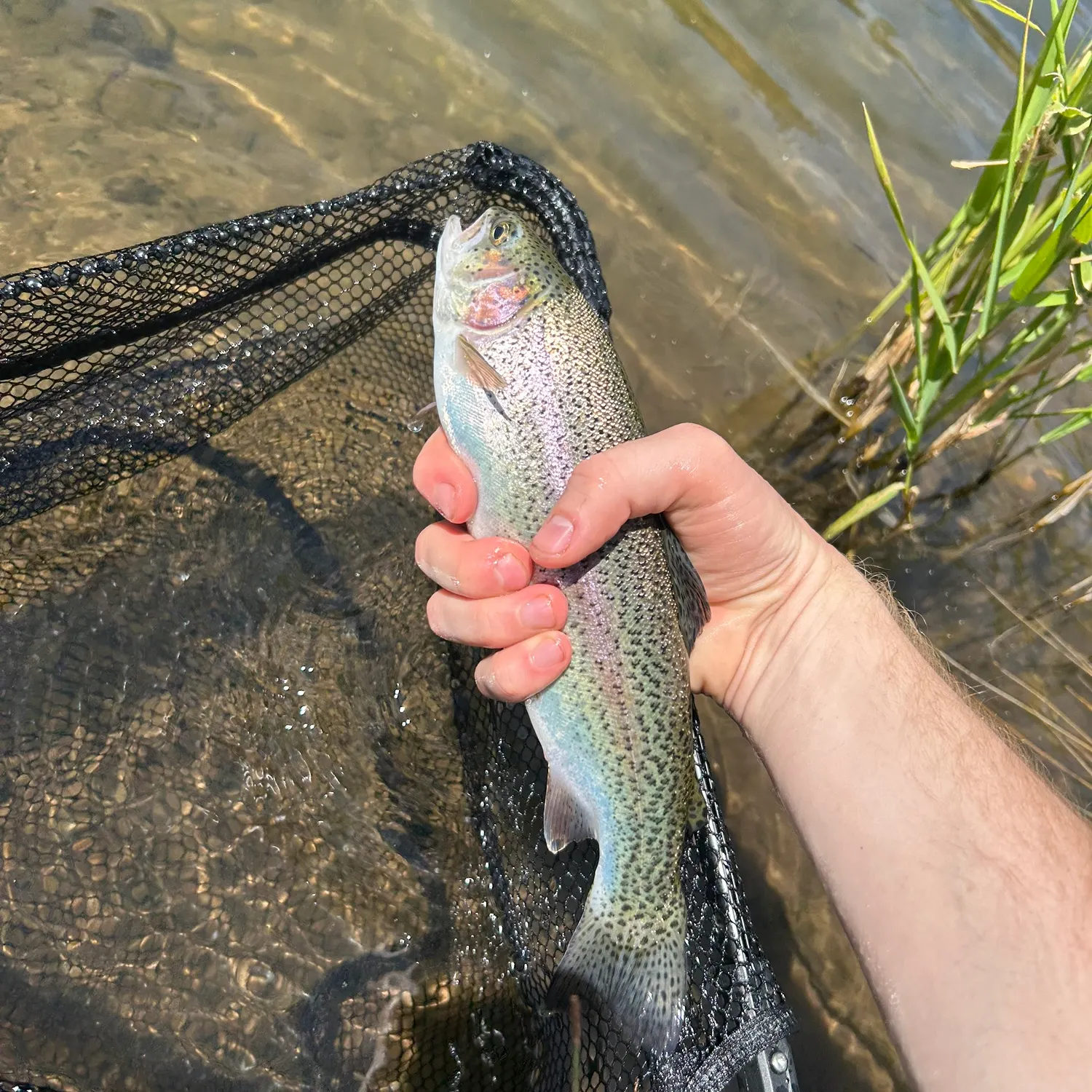 Rainbow trout caught on Fishbrain