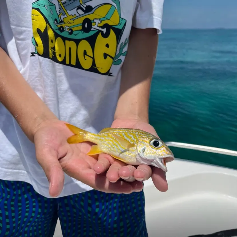 The most recent French grunt catches on Fishbrain