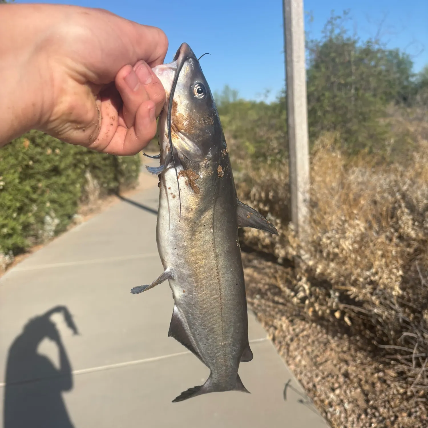 catch