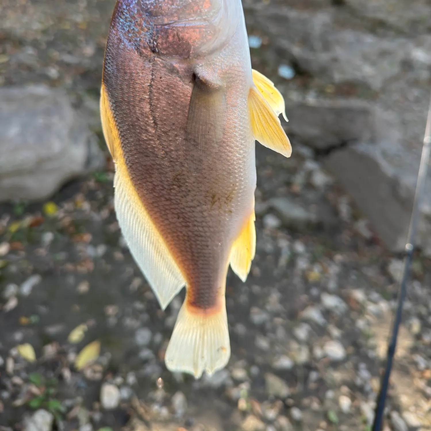 Freshwater drum caught on Fishbrain