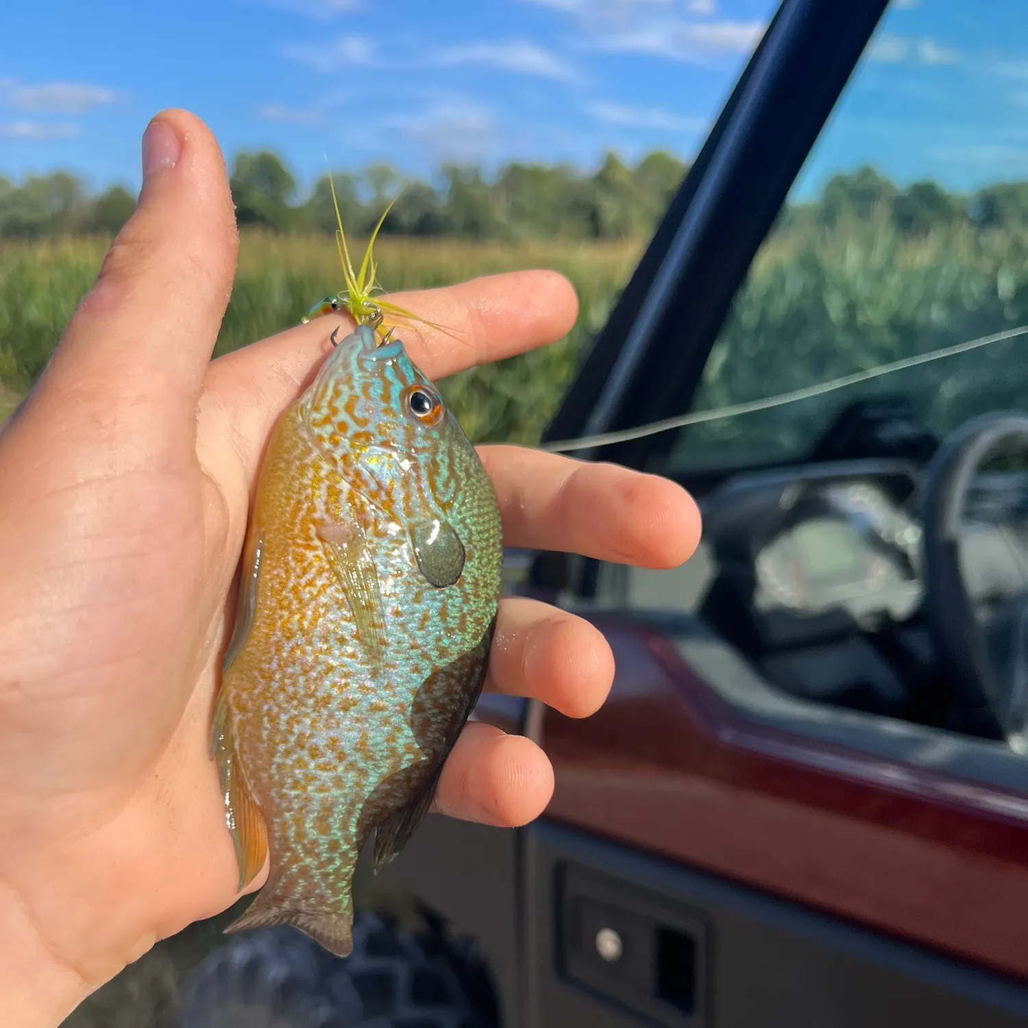 The most recent Longear sunfish catches on Fishbrain