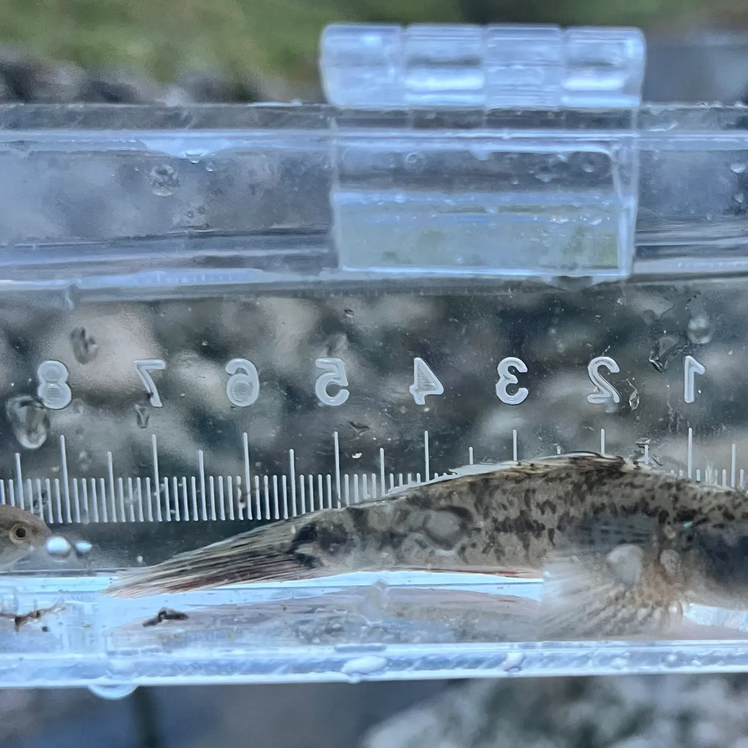 The most recent Emerald goby catches on Fishbrain