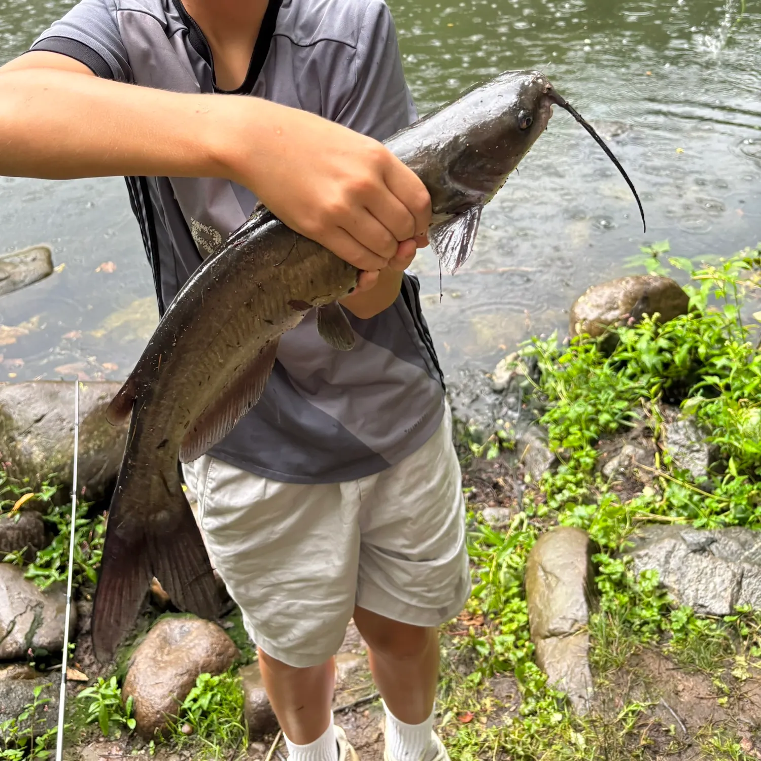 Channel catfish caught on Fishbrain