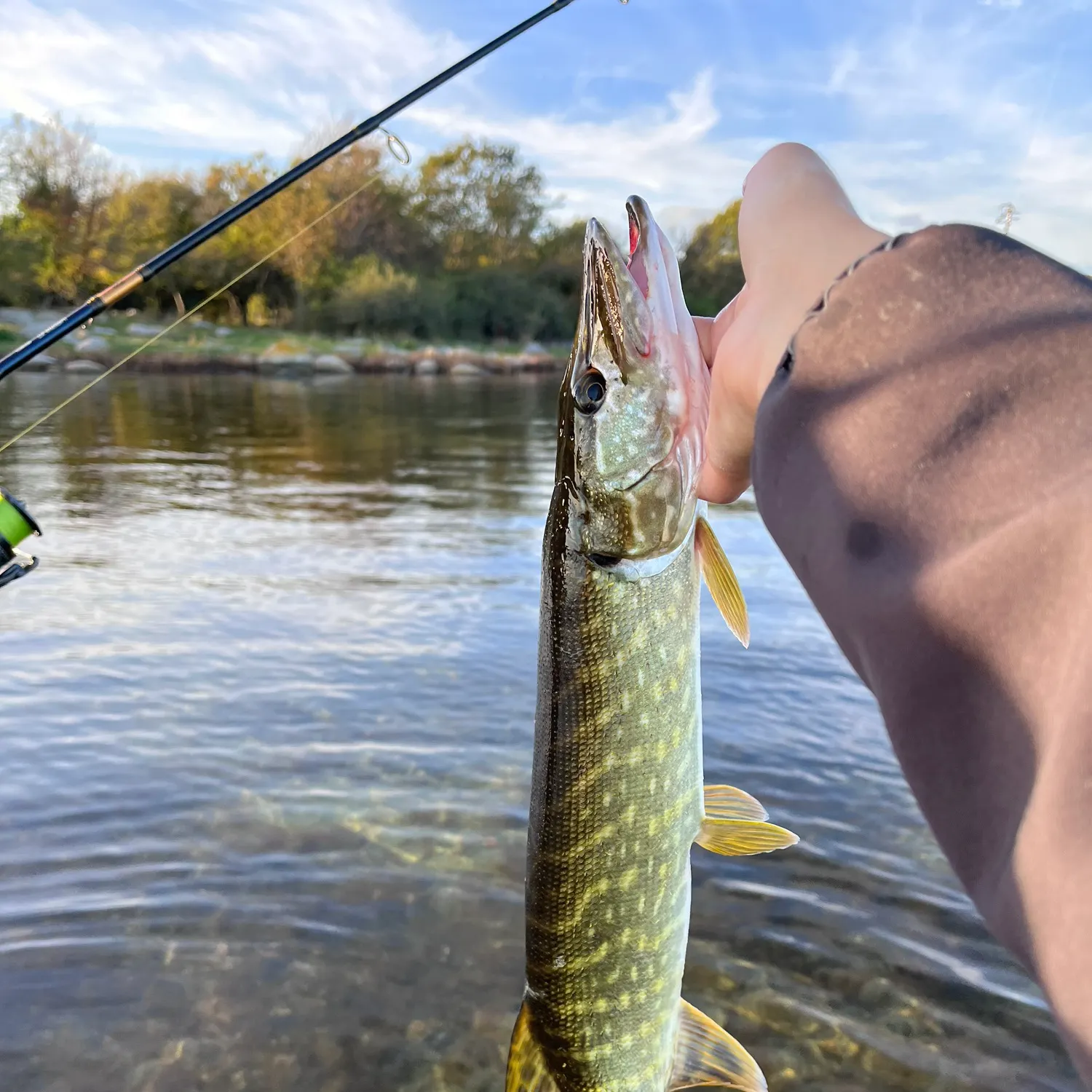 The most recent Northern pike catches on Fishbrain