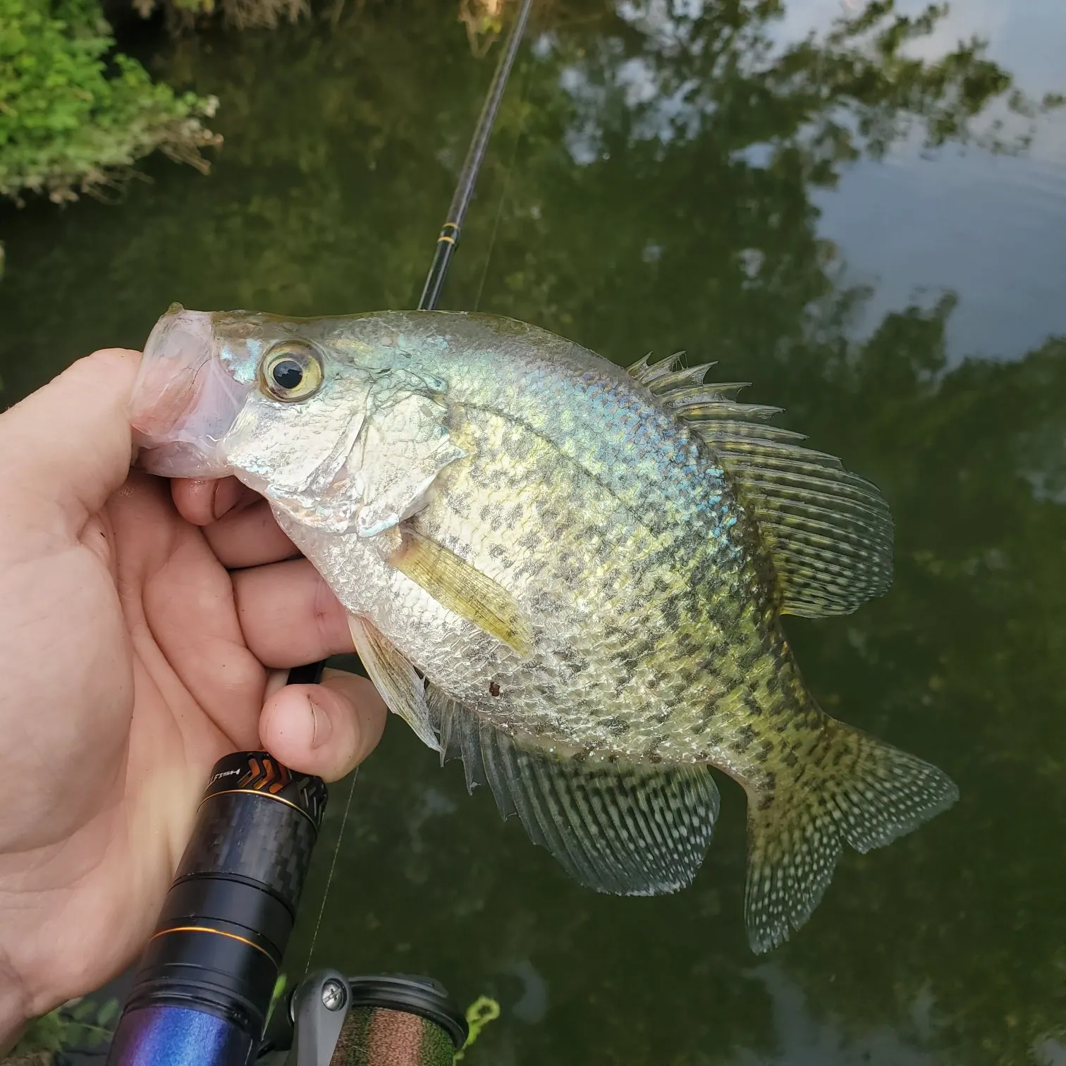 Black crappie caught on Fishbrain