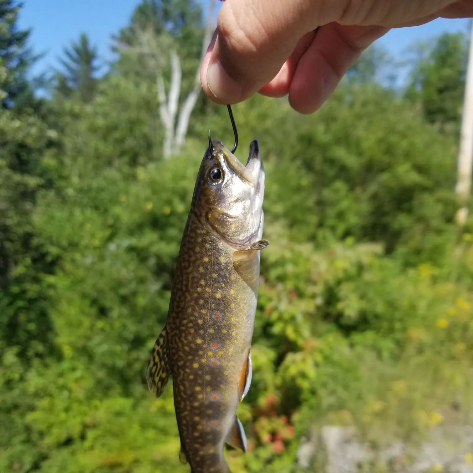Brook trout caught on Fishbrain