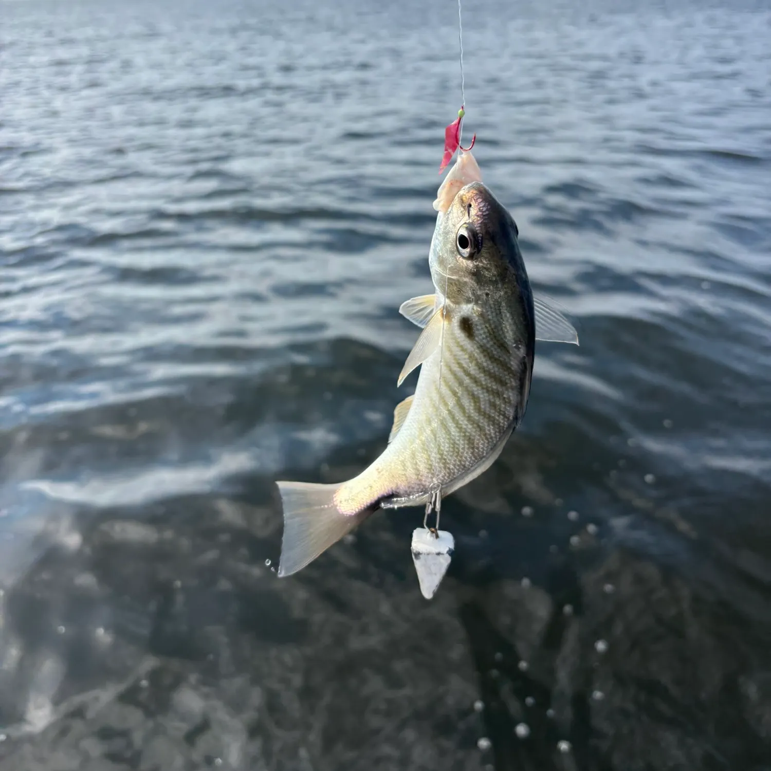 The most recent Spotfin croaker catches on Fishbrain
