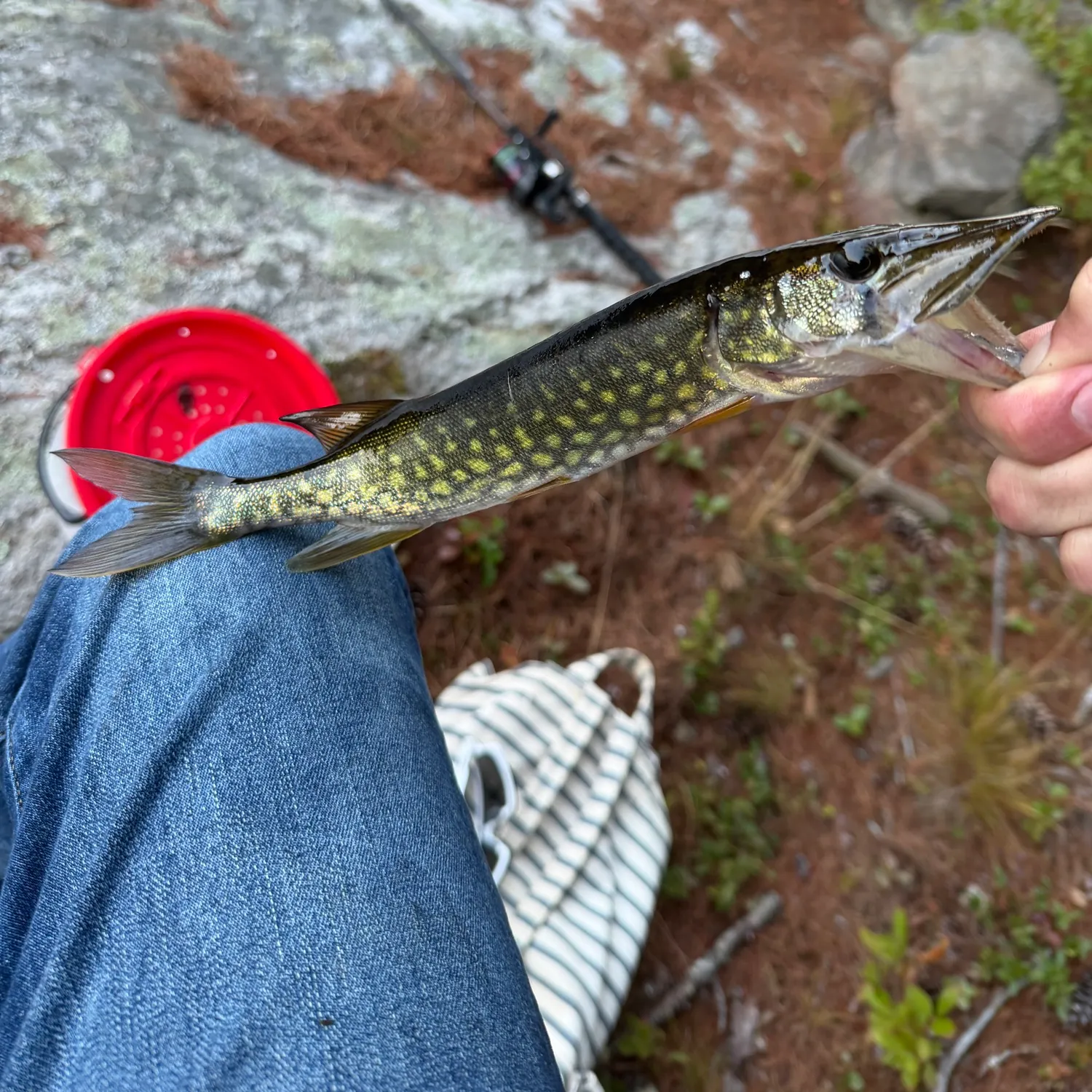 Chain pickerel caught on Fishbrain