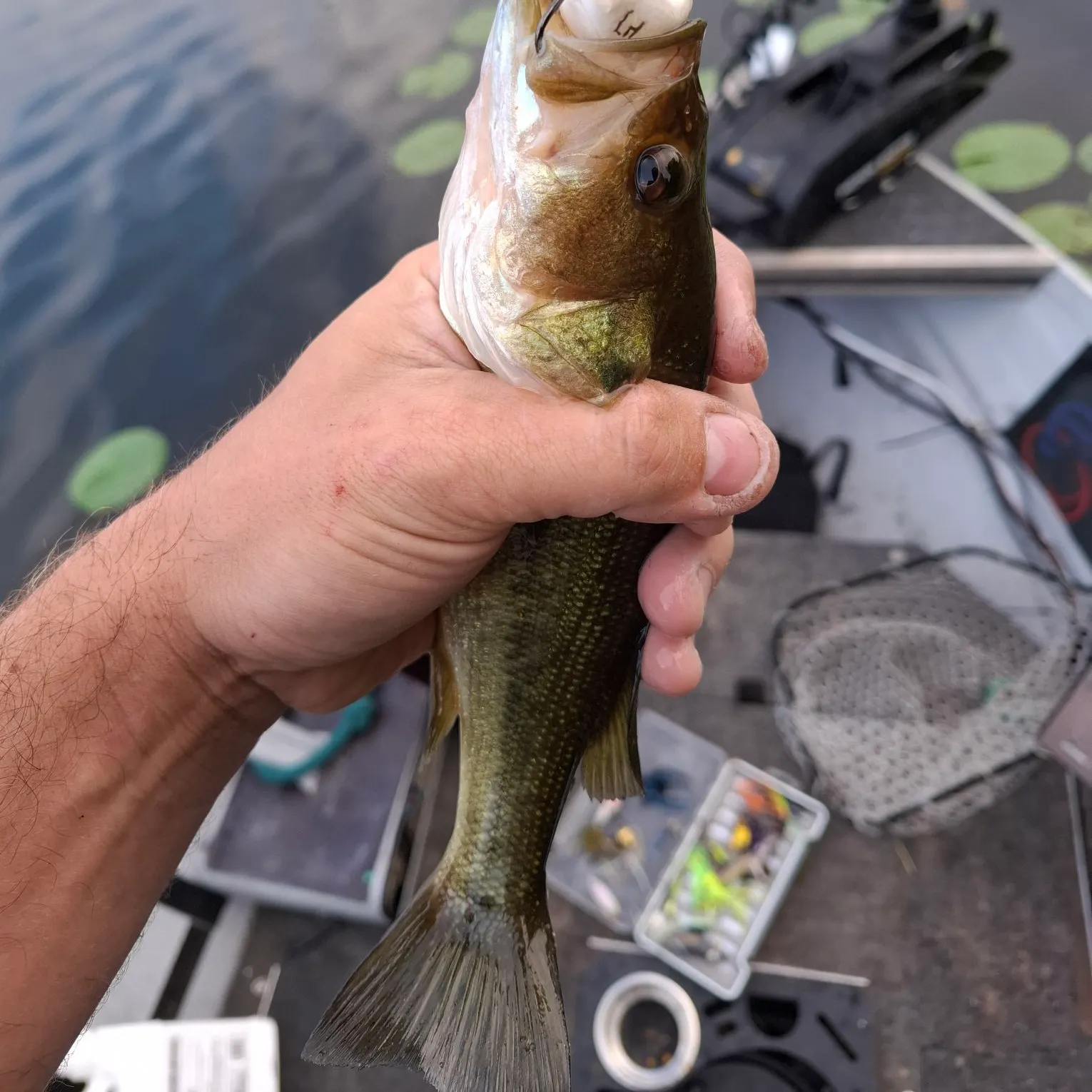 Largemouth bass caught on Fishbrain