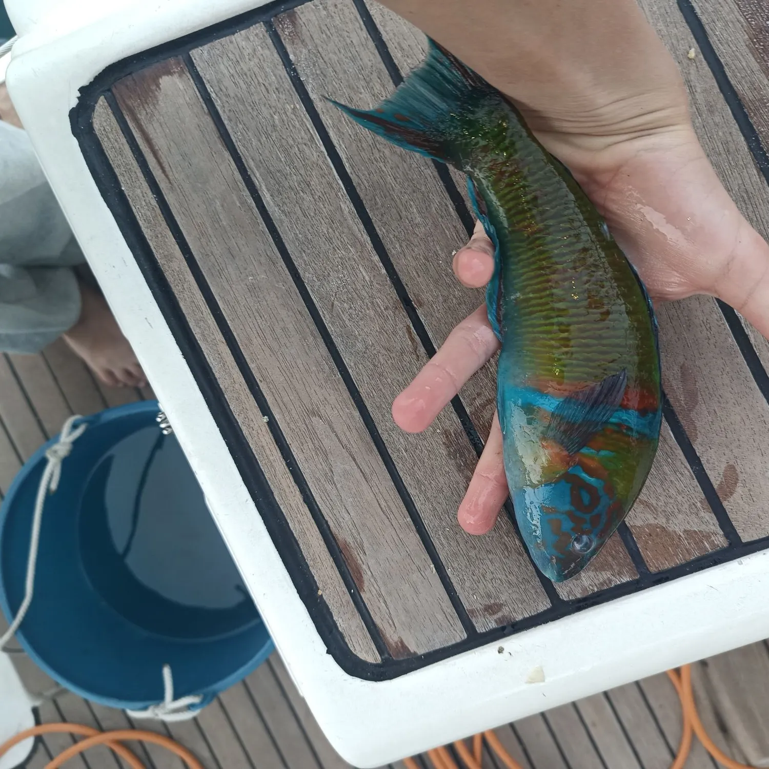 The most recent Ornate wrasse catches on Fishbrain
