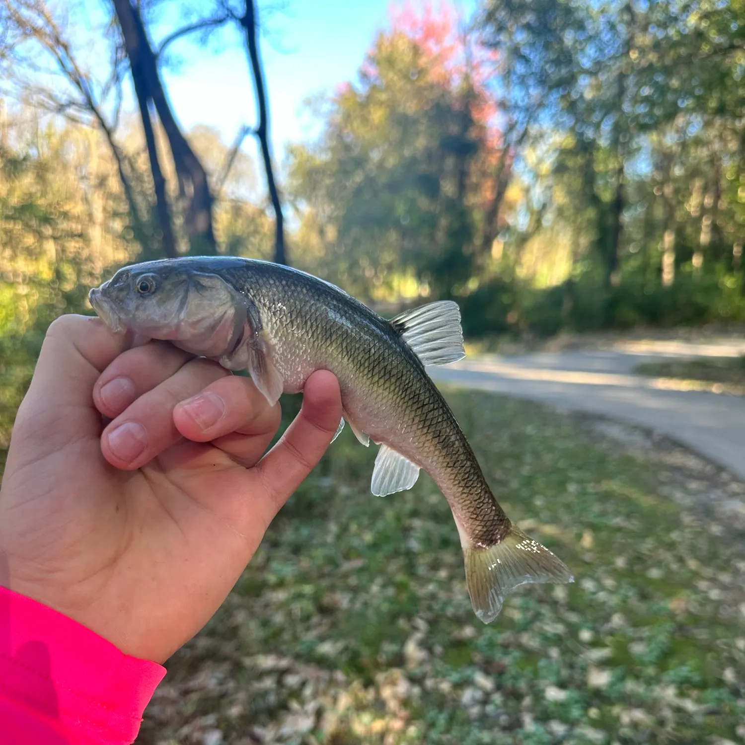 Creek chub caught on Fishbrain
