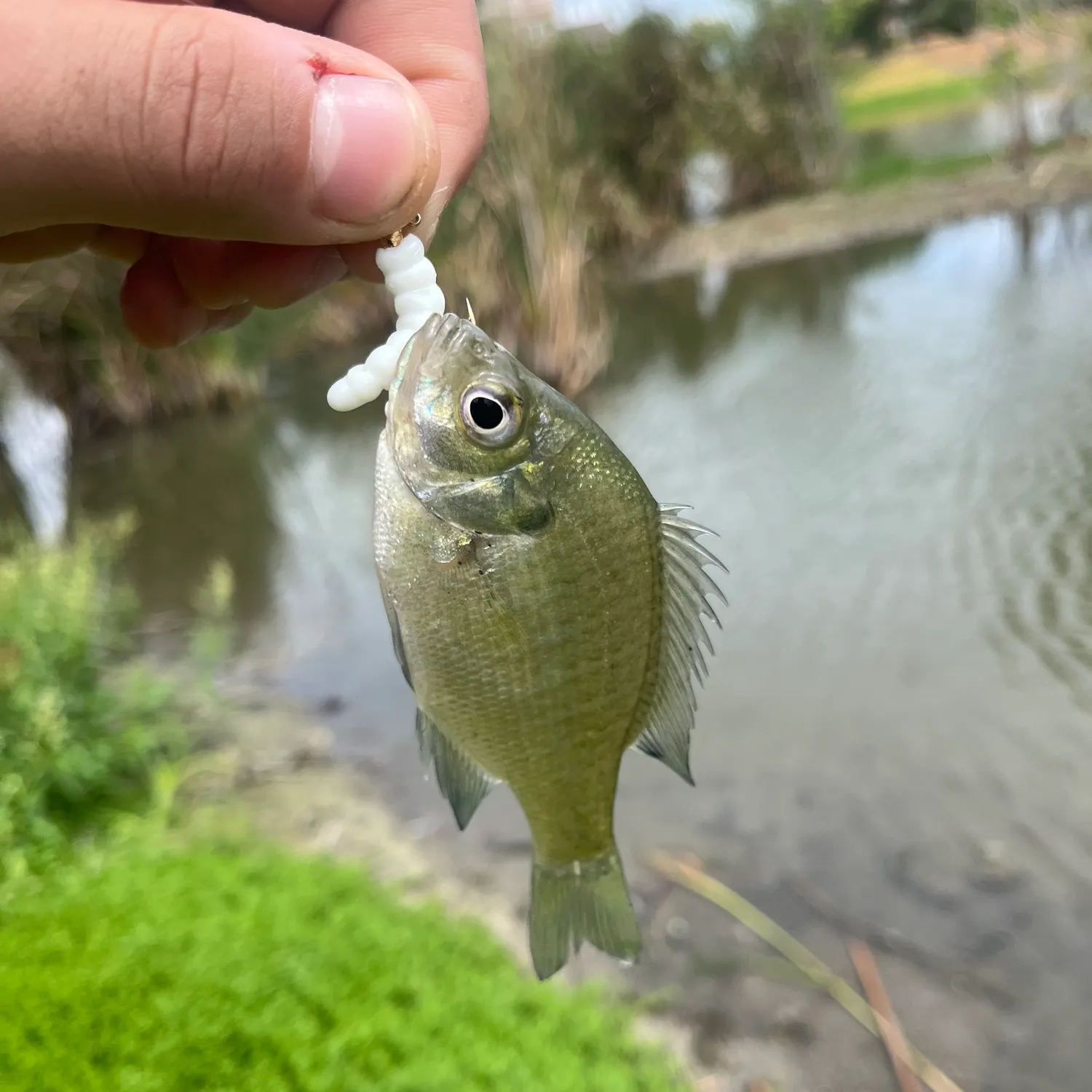 Bluegill caught on Fishbrain