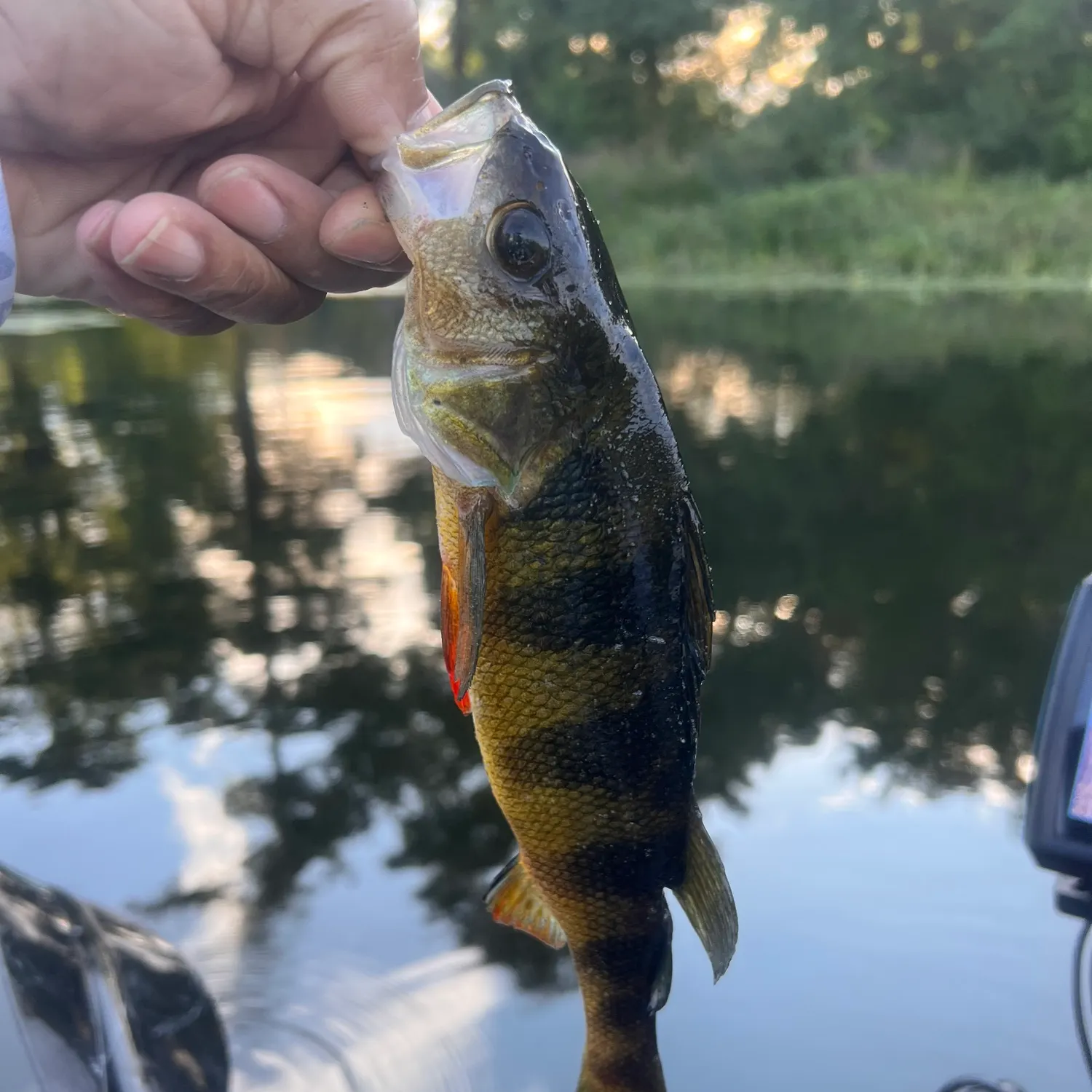 Yellow perch caught on Fishbrain