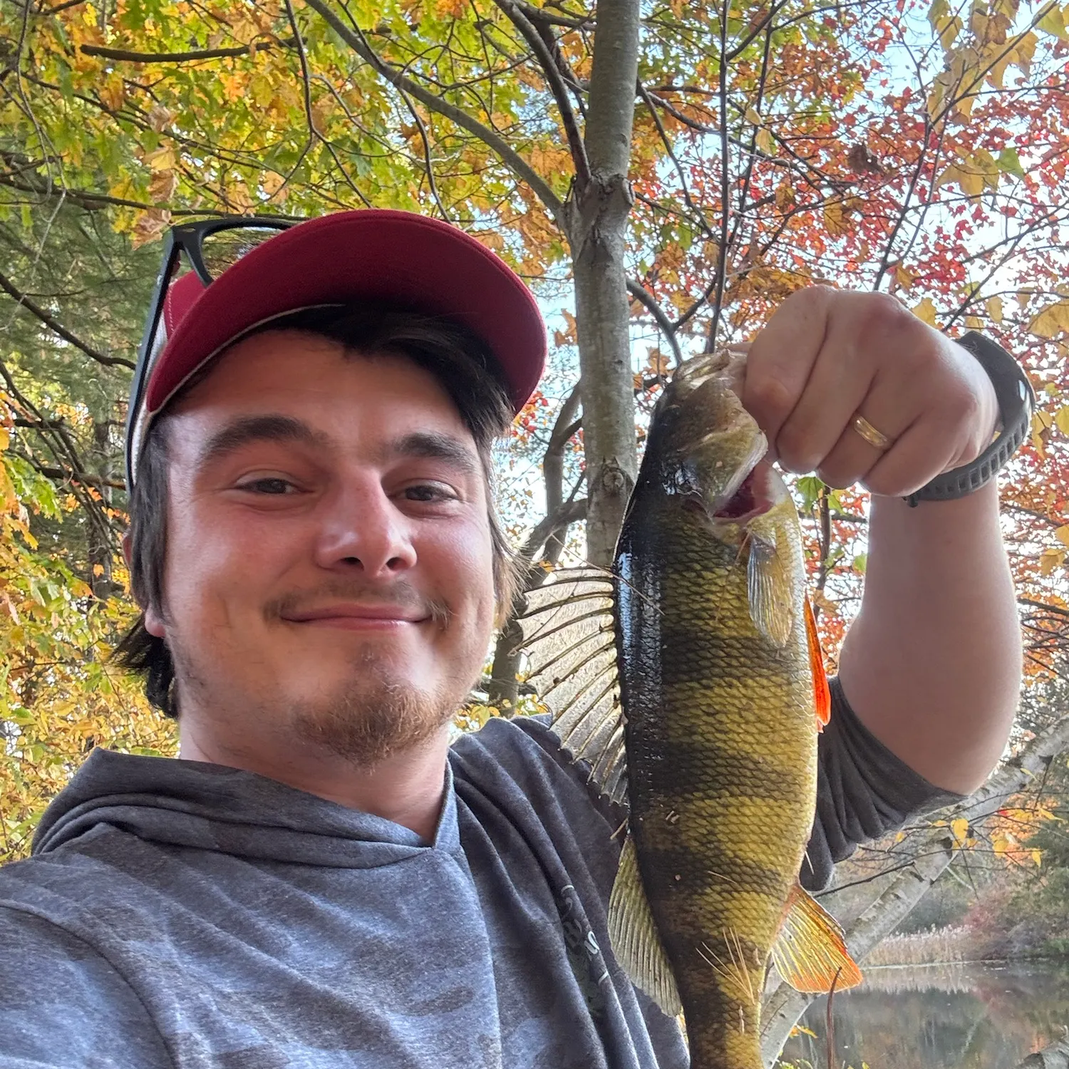 Yellow perch caught on Fishbrain