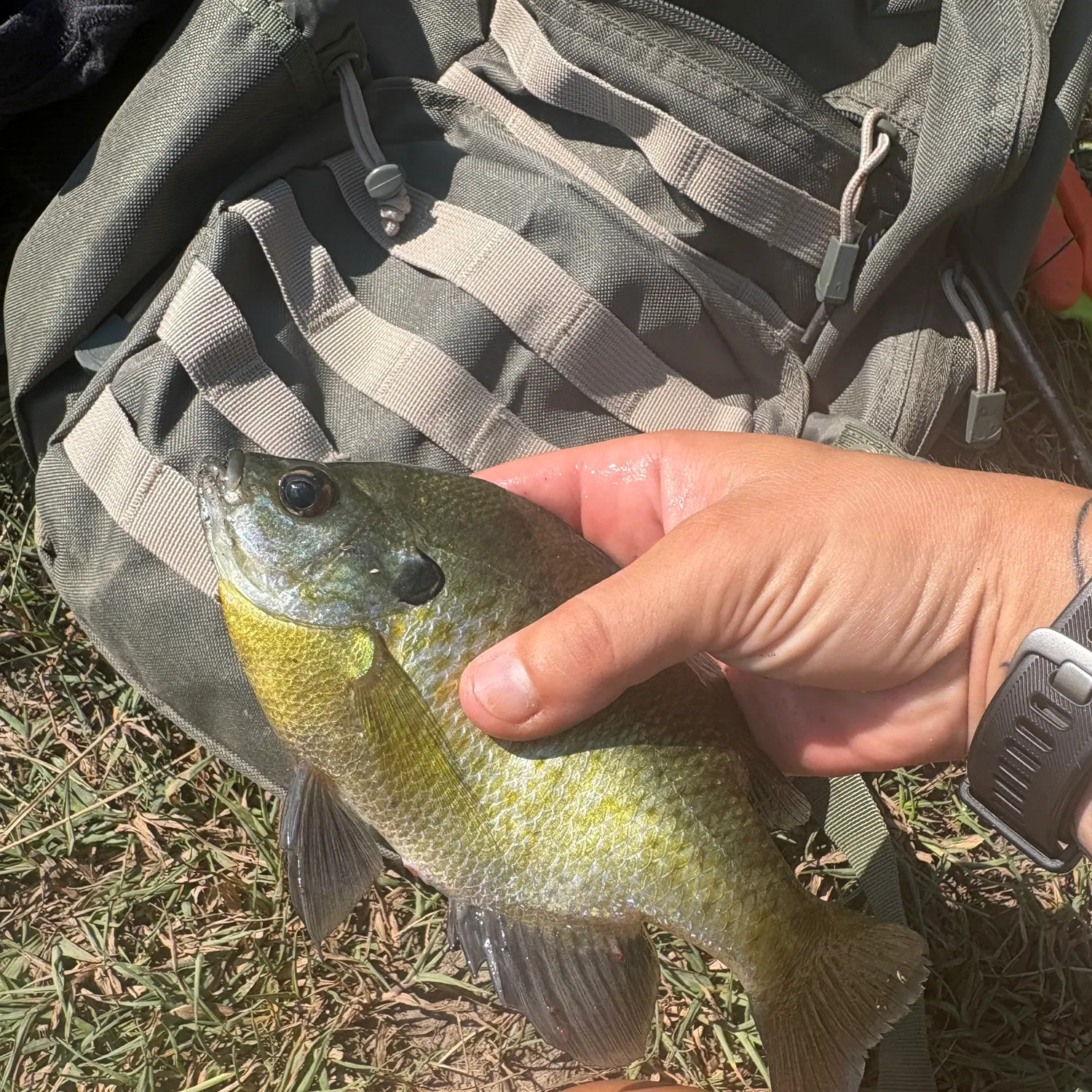 Bluegill caught on Fishbrain