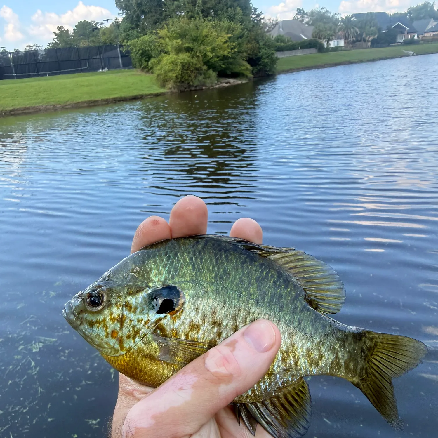 Redear sunfish caught on Fishbrain