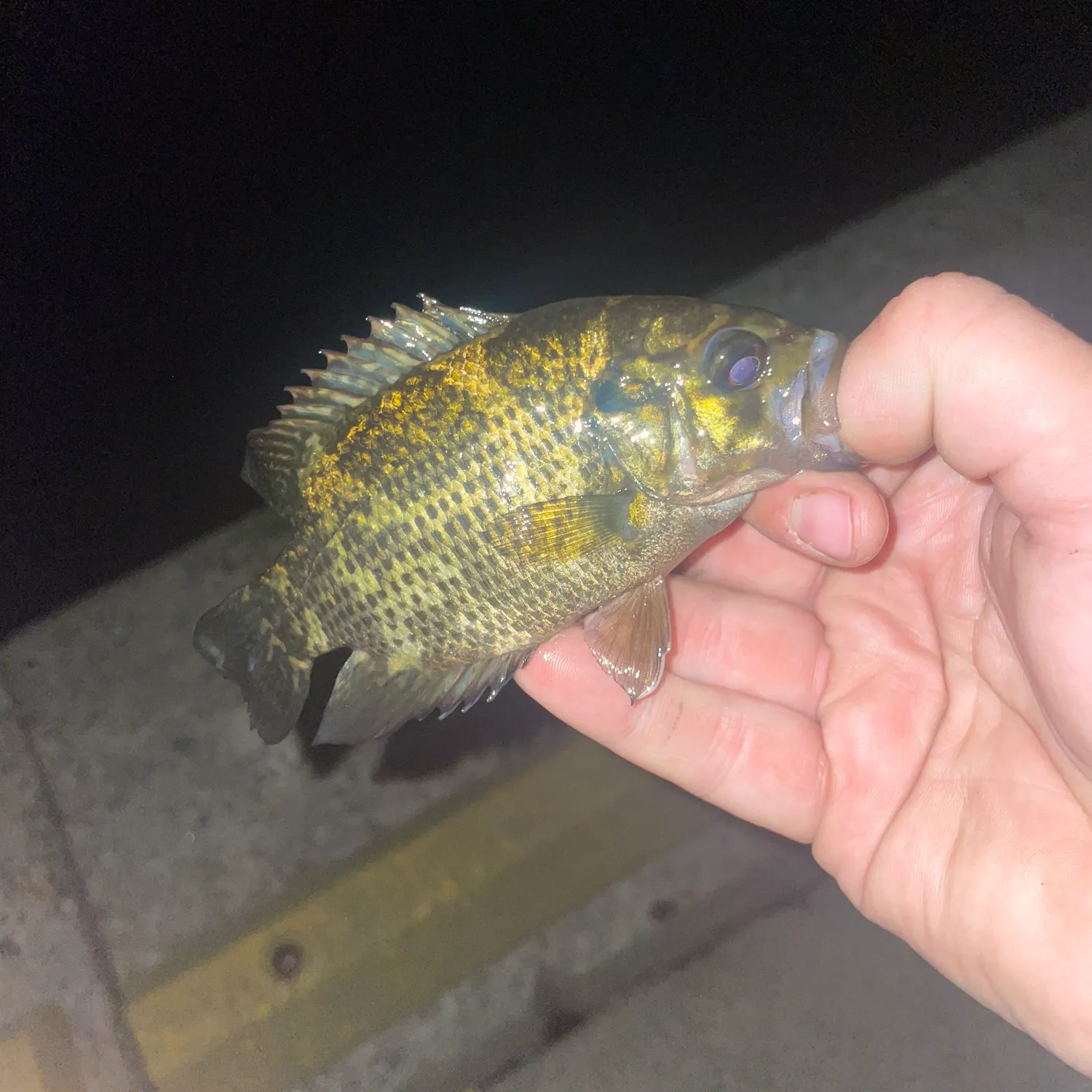 Rock bass caught on Fishbrain