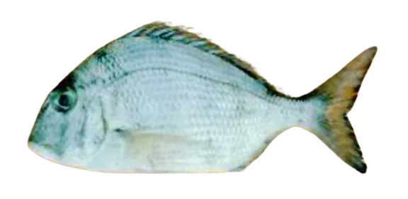 Pacific porgy