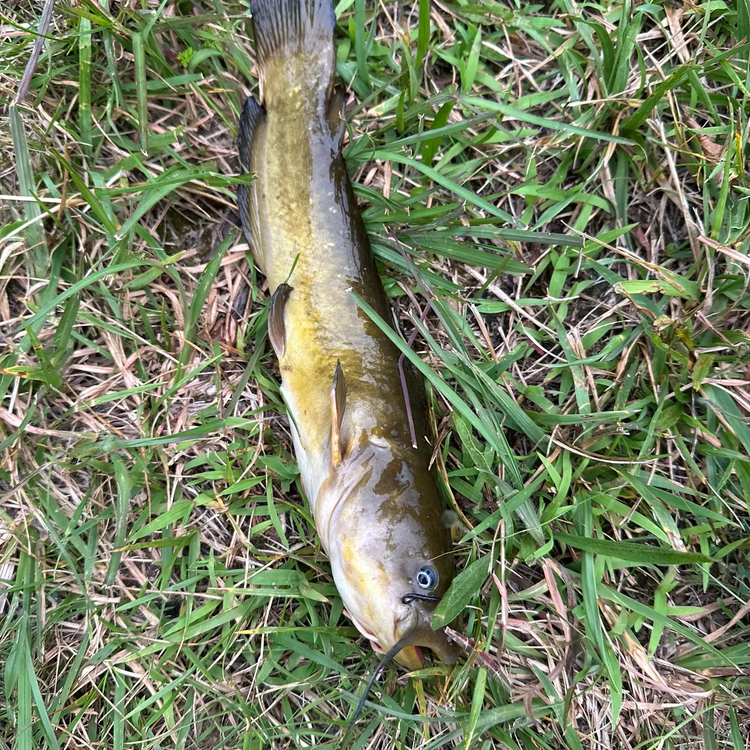 Yellow bullhead caught on Fishbrain