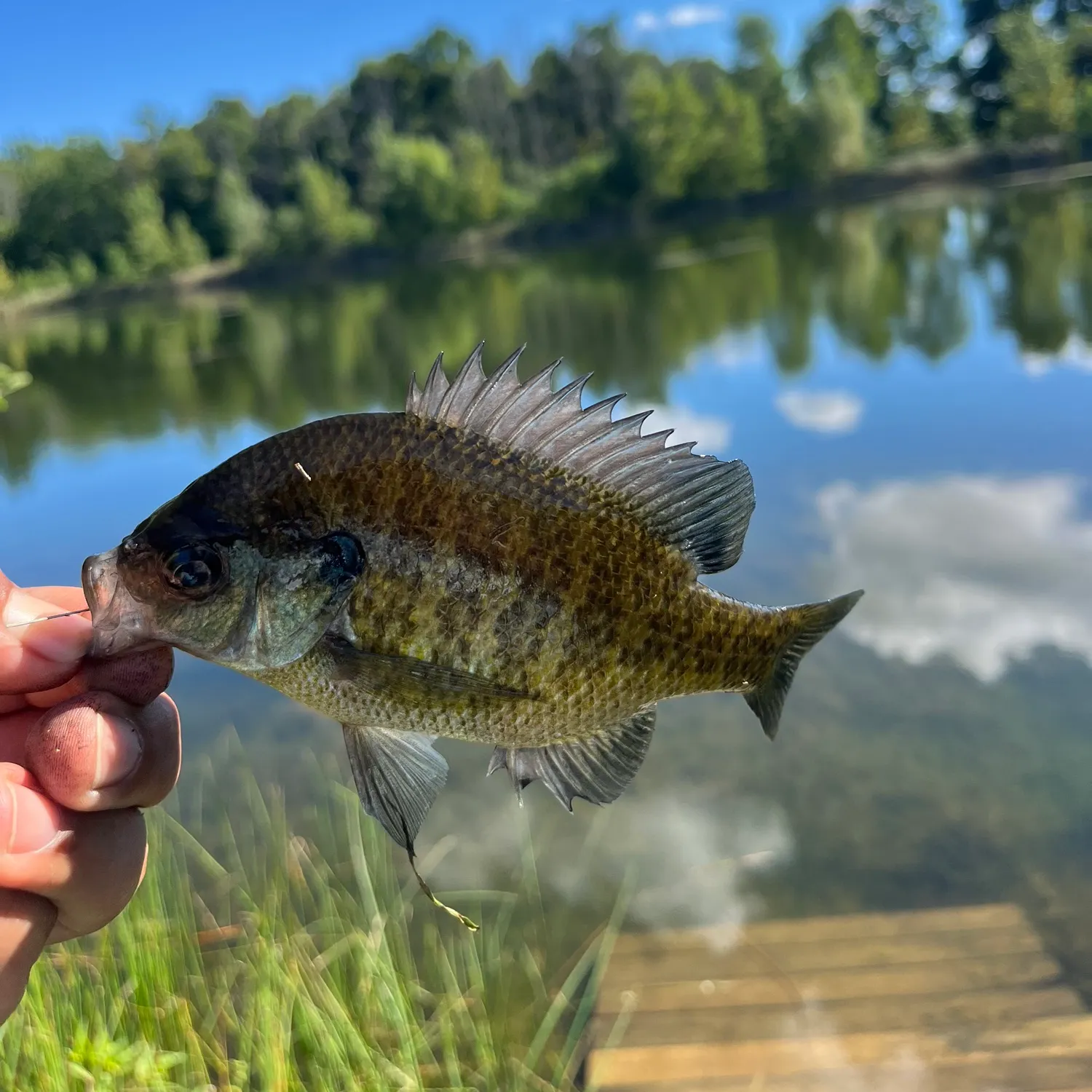 Bluegill caught on Fishbrain