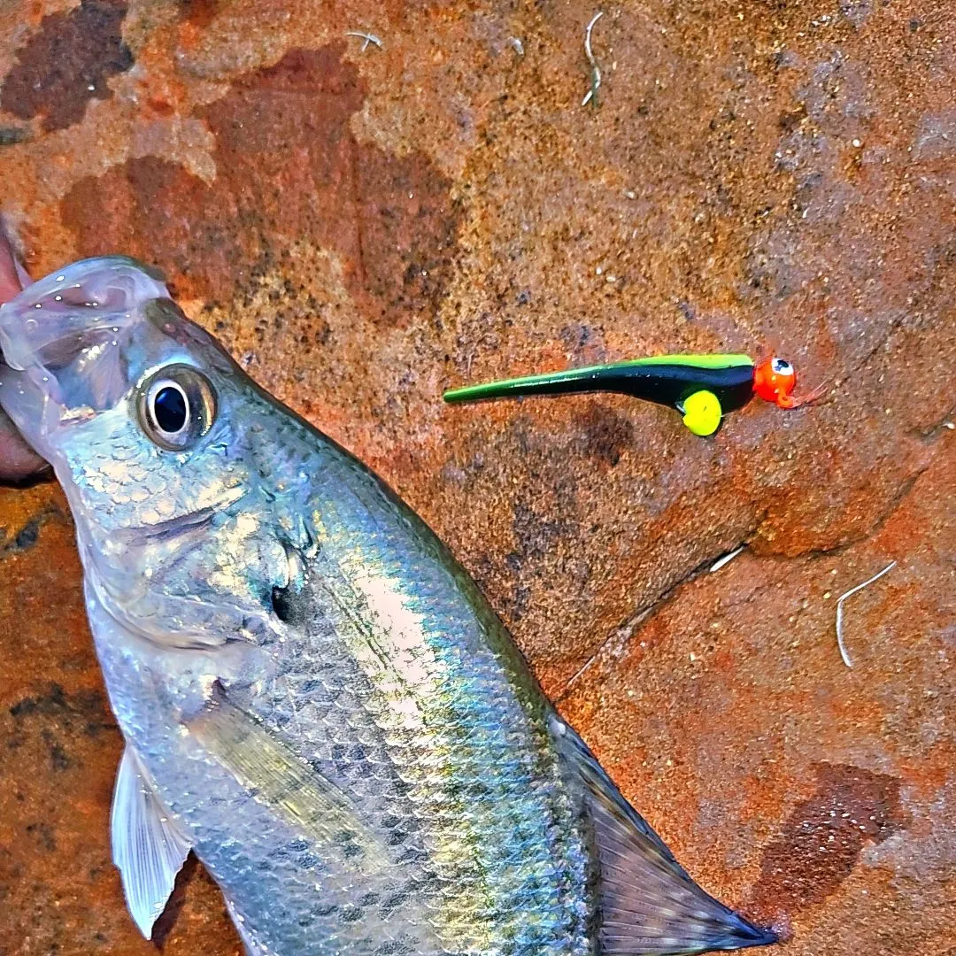 White crappie caught on Fishbrain