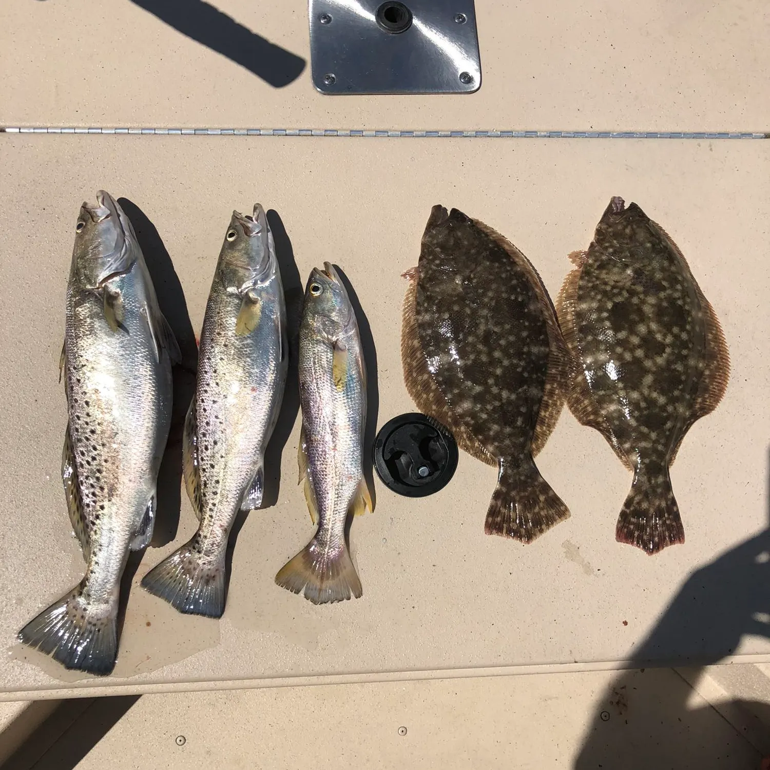 recently logged catches