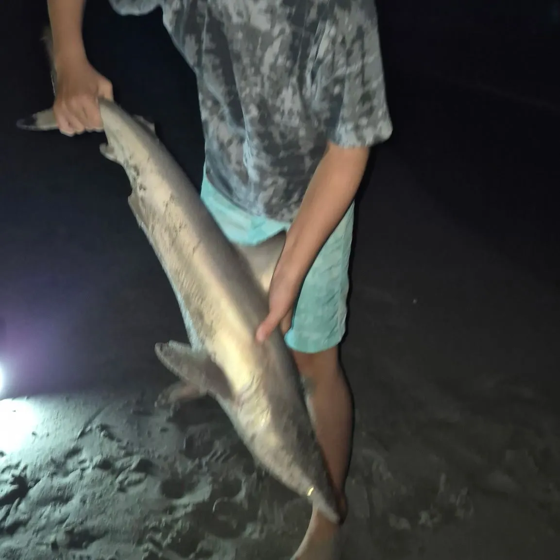 The most recent Copper shark catches on Fishbrain