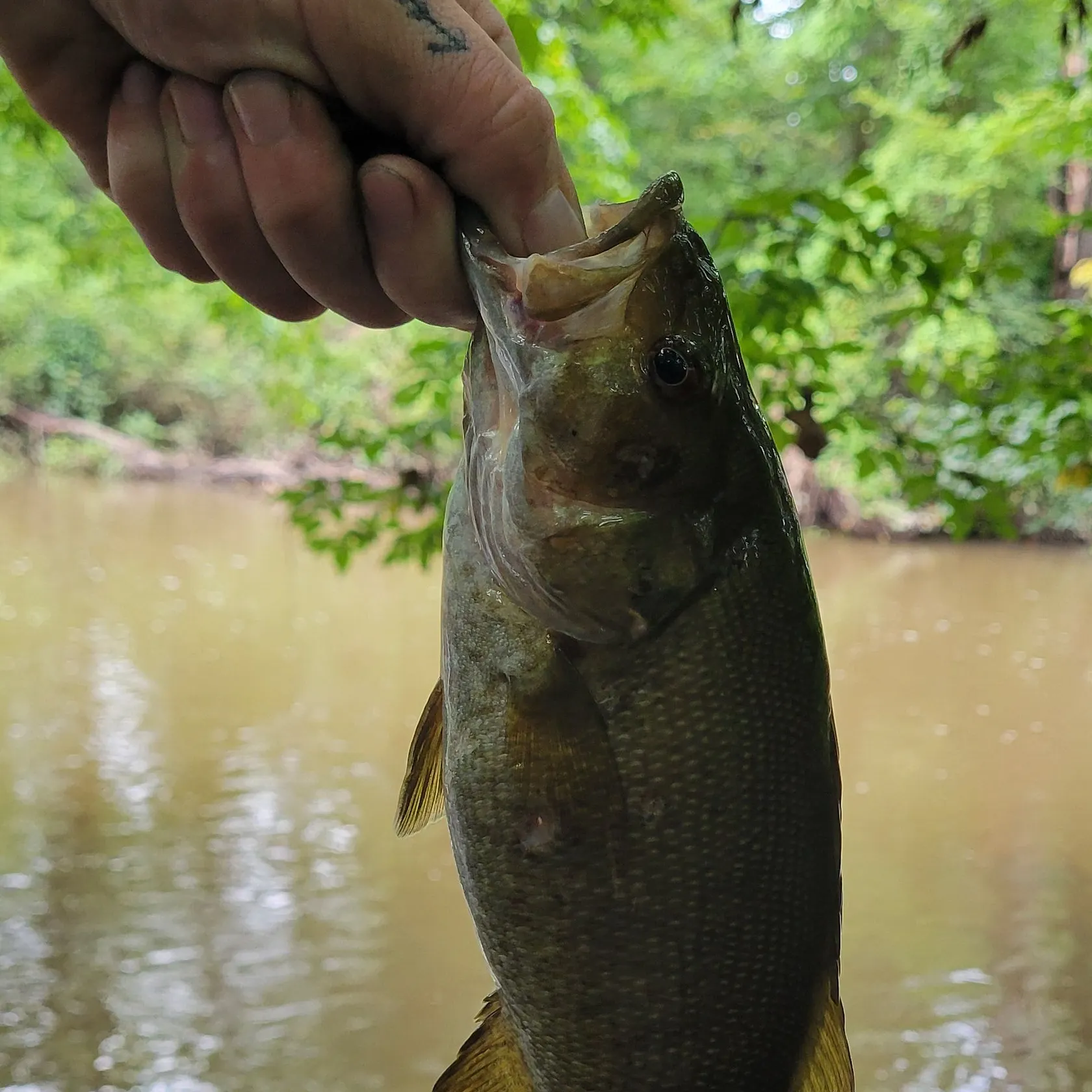Smallmouth bass caught on Fishbrain