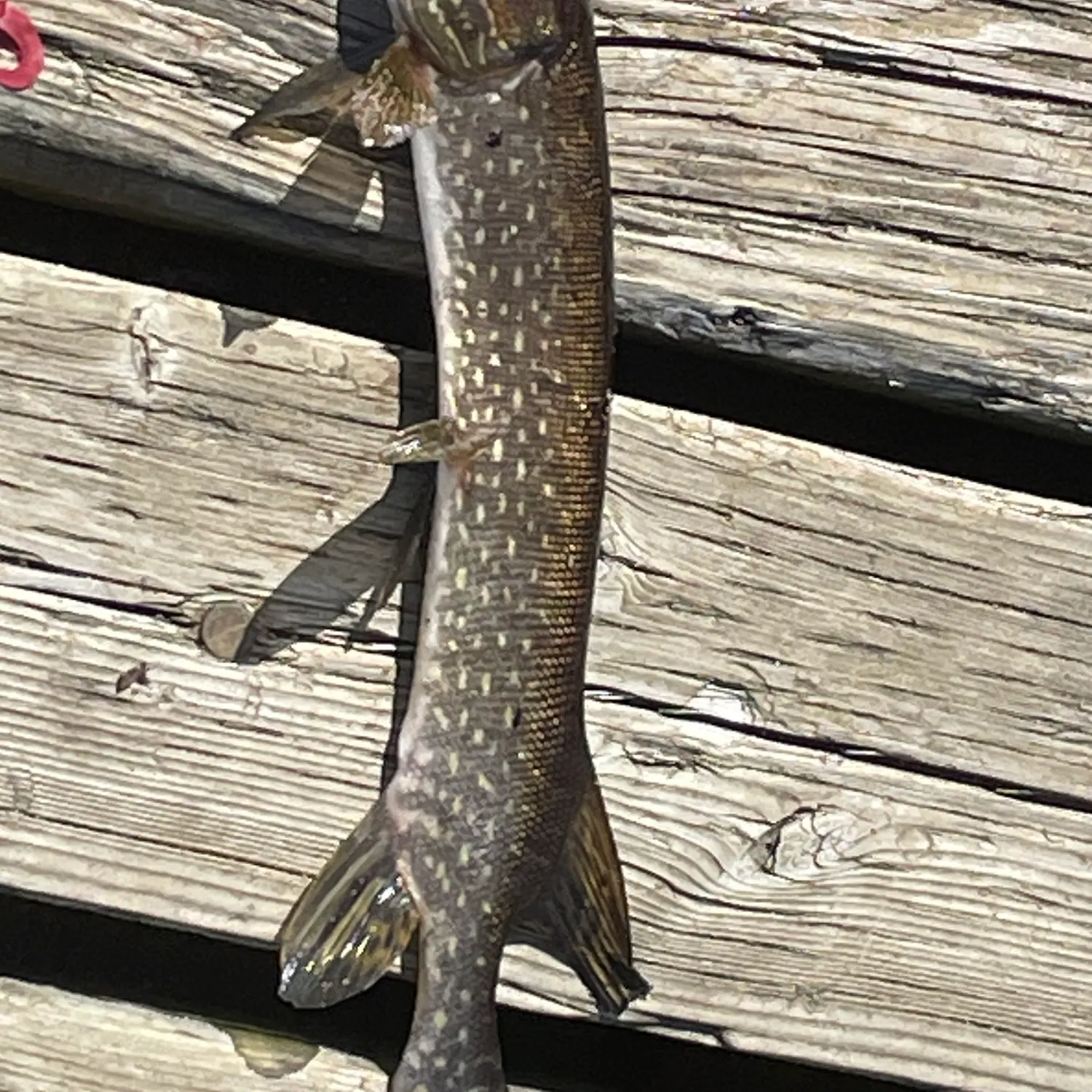 Northern pike caught on Fishbrain
