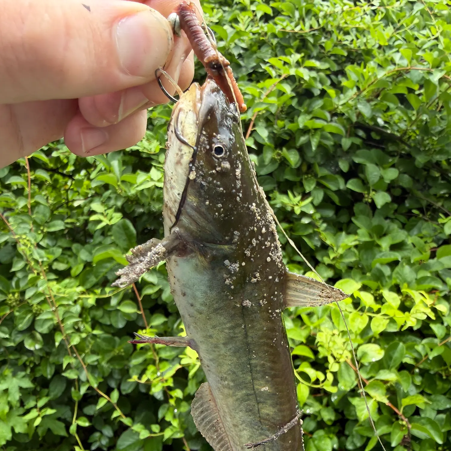 The most recent Black bullhead catches on Fishbrain