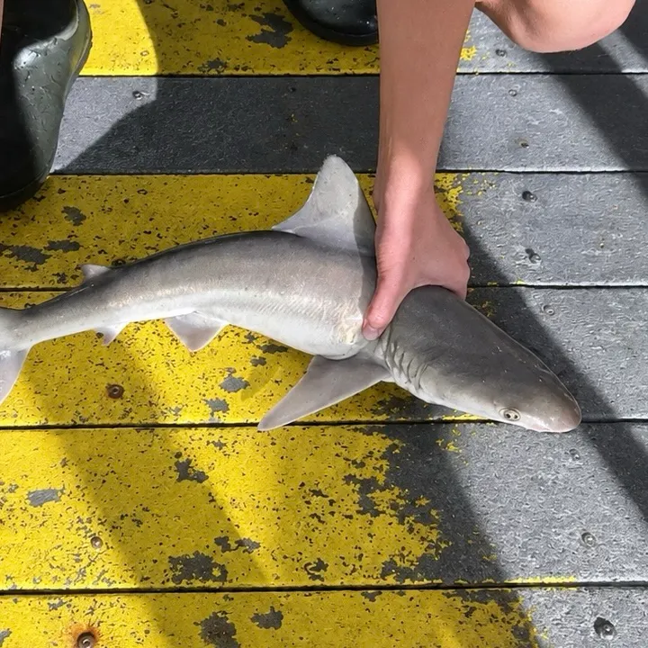 Sandbar shark caught on Fishbrain