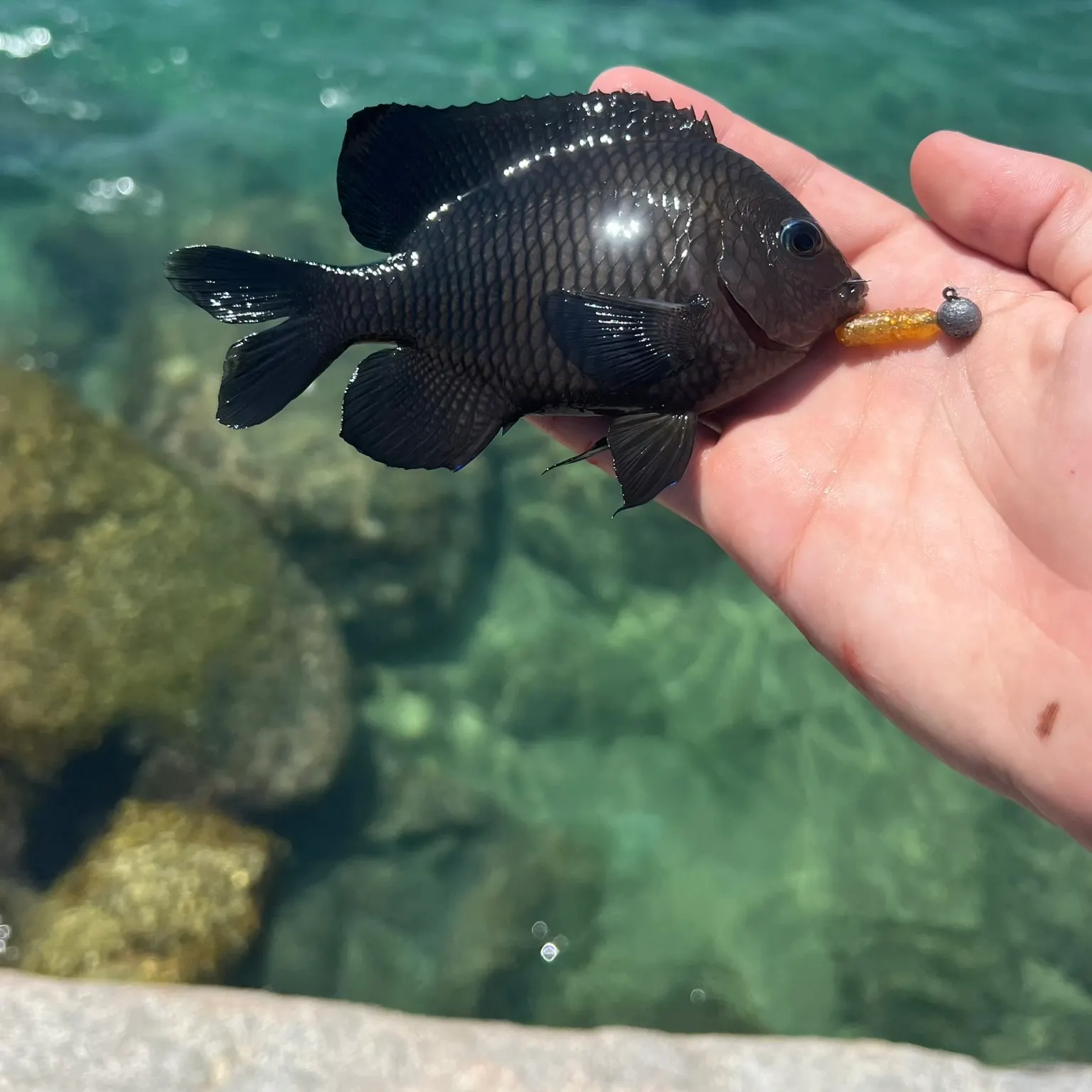 The most recent Acapulco major catches on Fishbrain