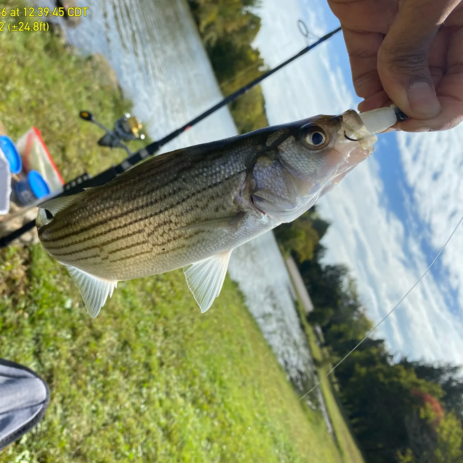 Wiper caught on Fishbrain